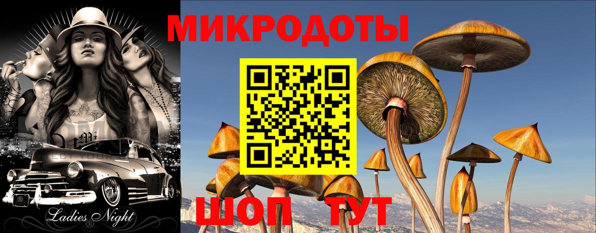 Галлюциногенные грибы Psilocybe Энгельс